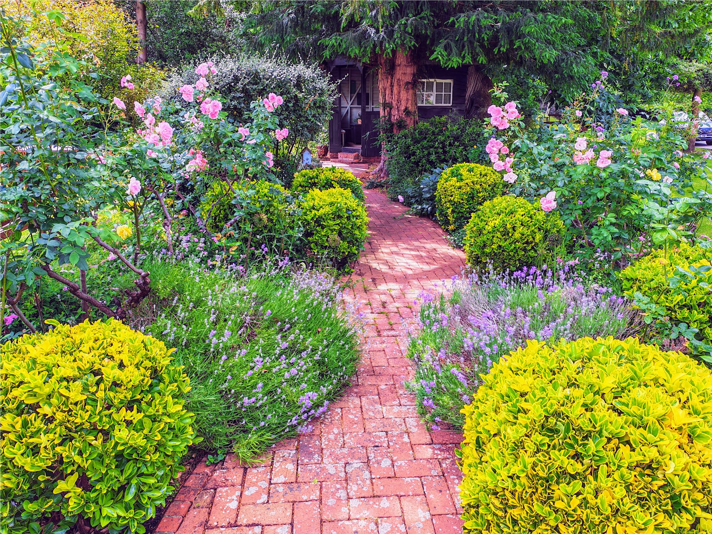 Client garden path surrounded by mature green planting