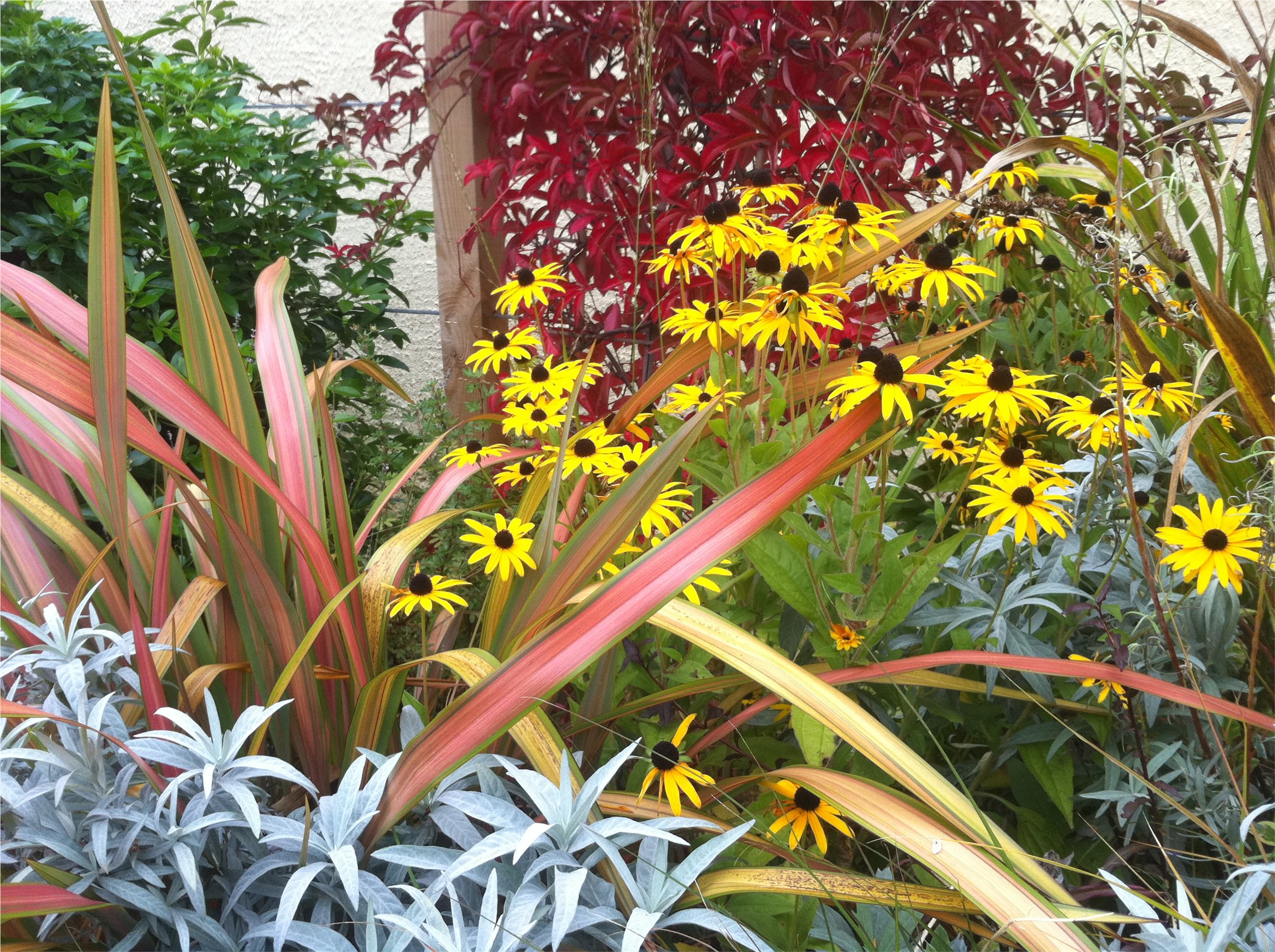 Layered mixed planting in a residential garden