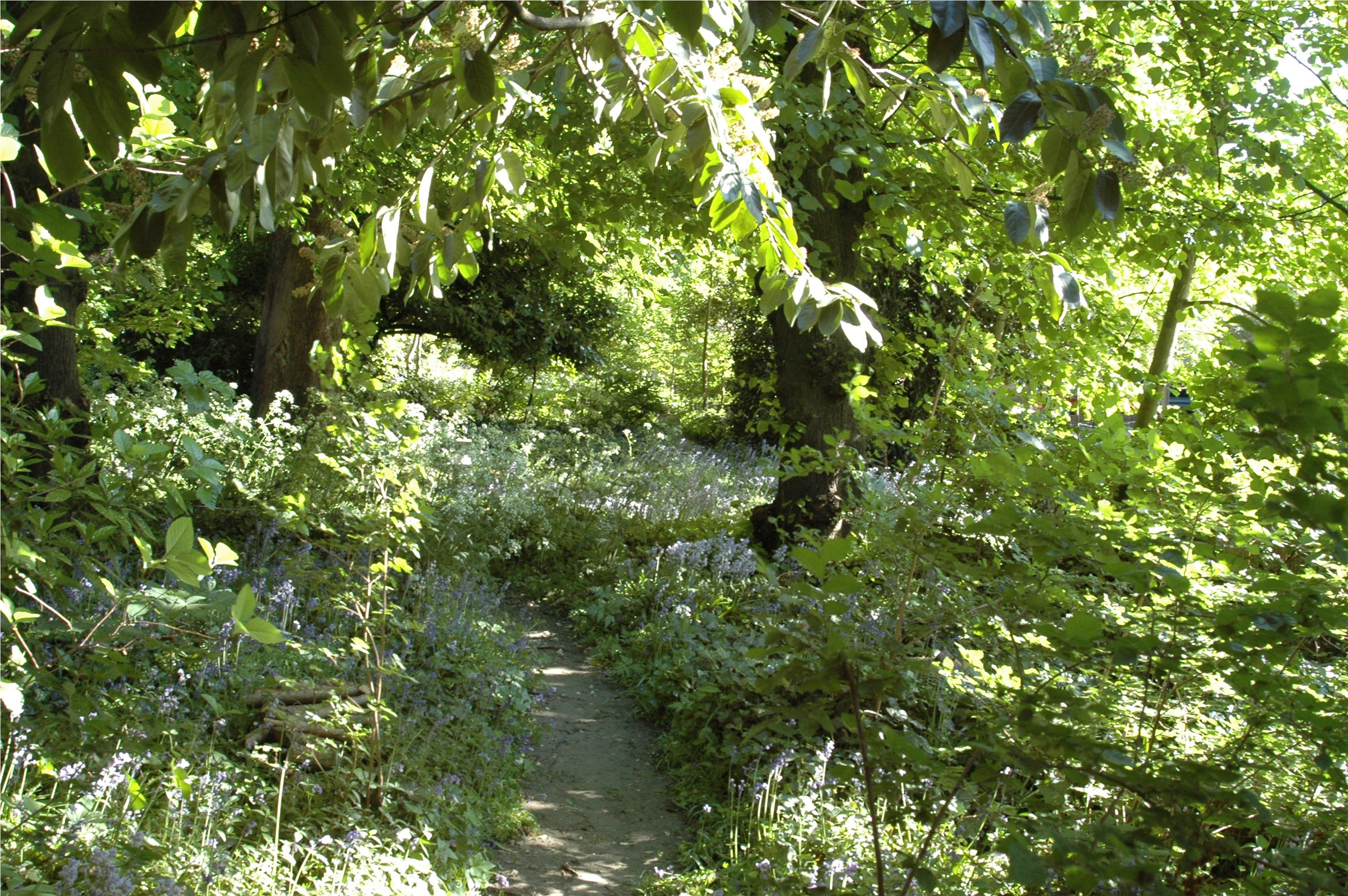 Davidia Urban Gardens client garden photograph
