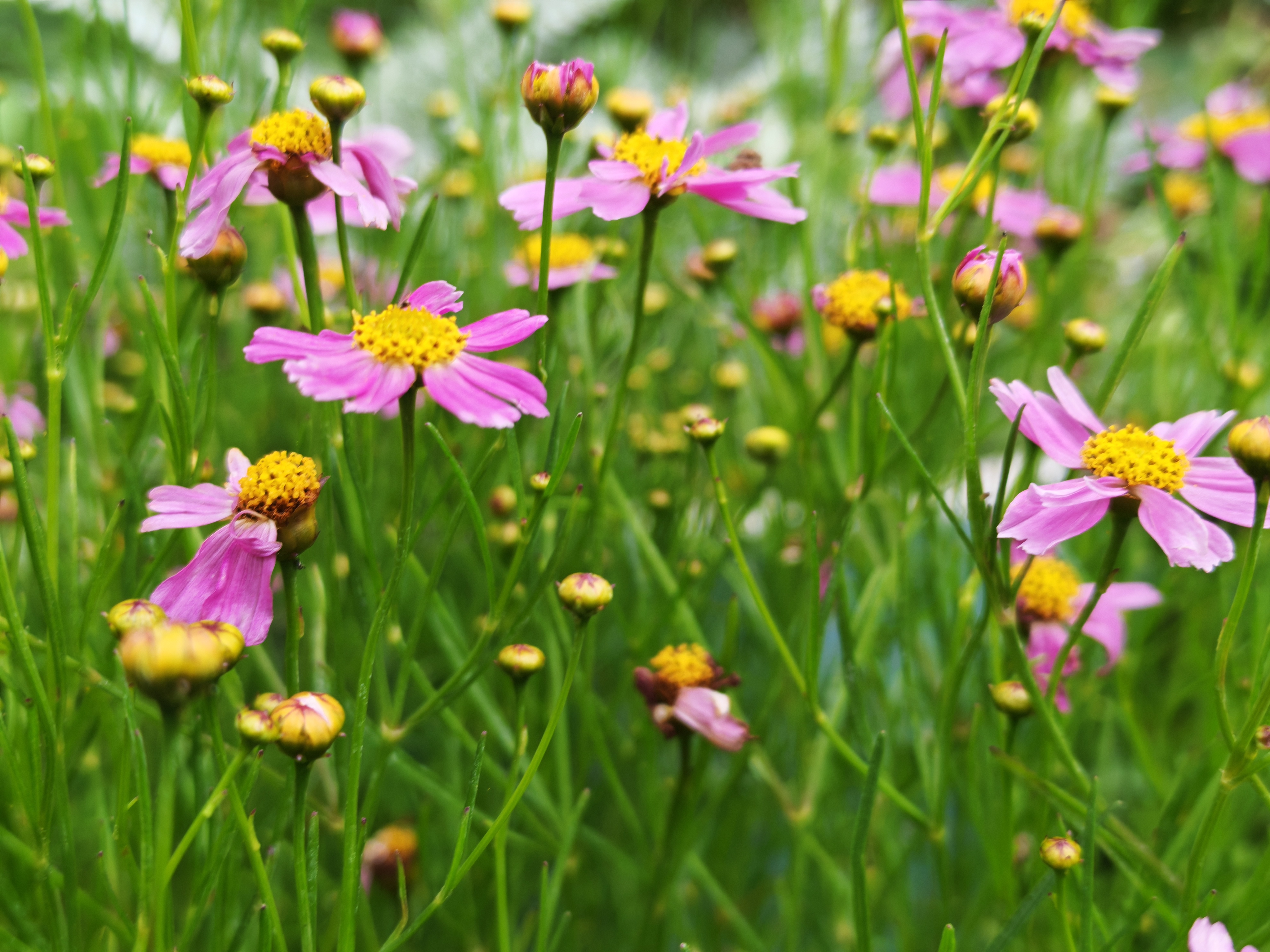 Coreopsis flowers in a maintained garden