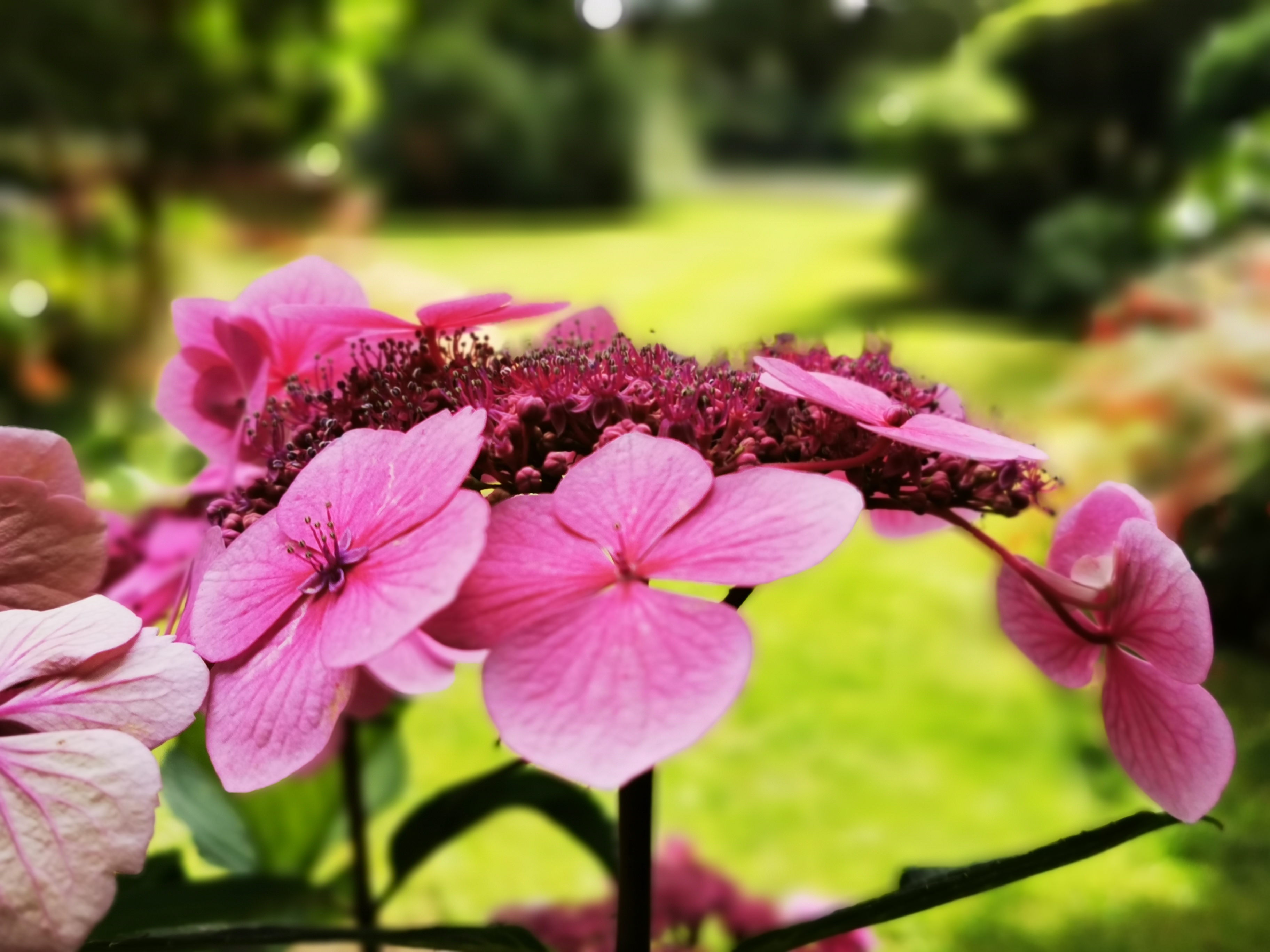 Hydrangea planting maintained by Davidia Urban Gardens