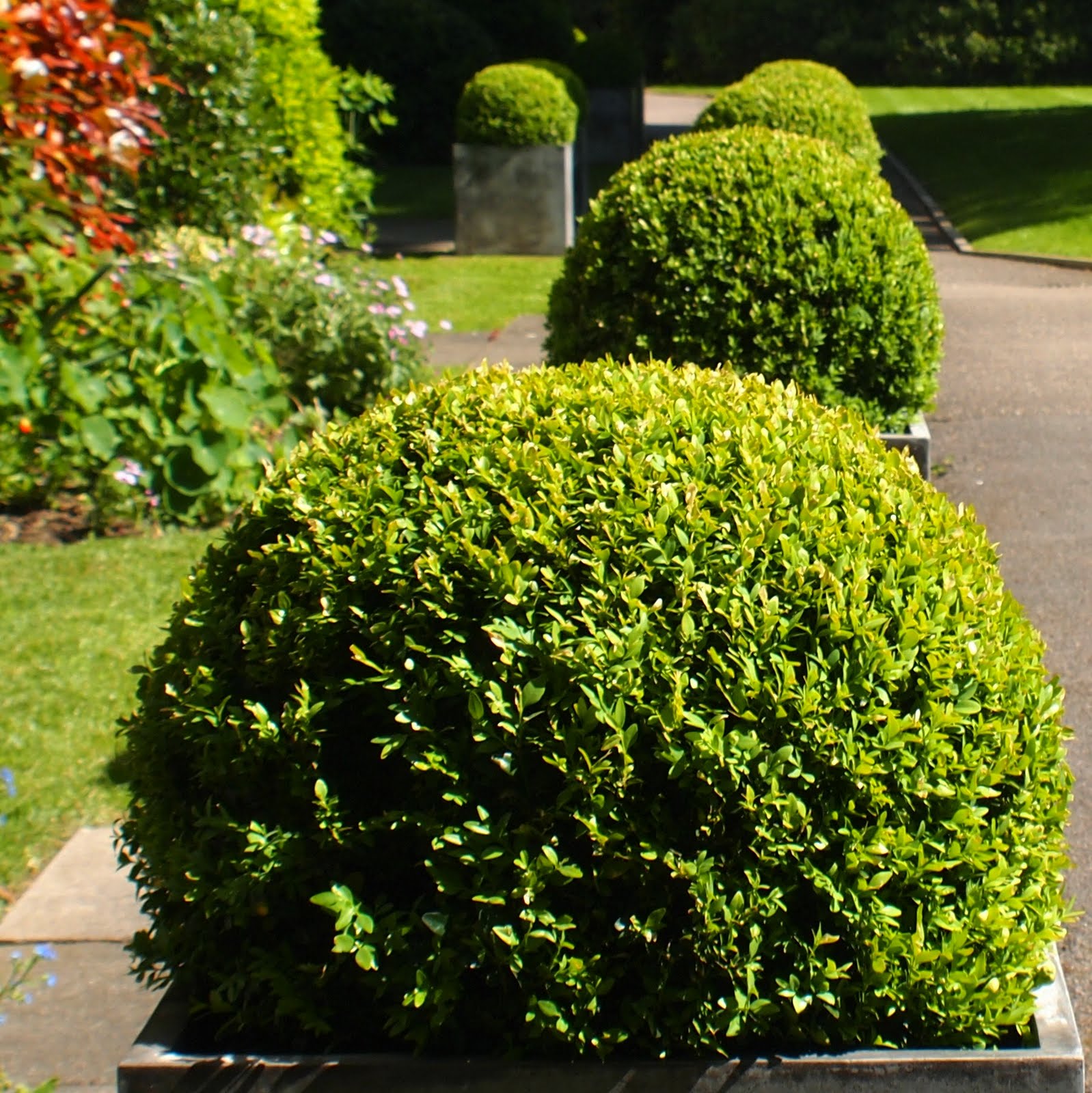 Clipped box balls lining a garden path