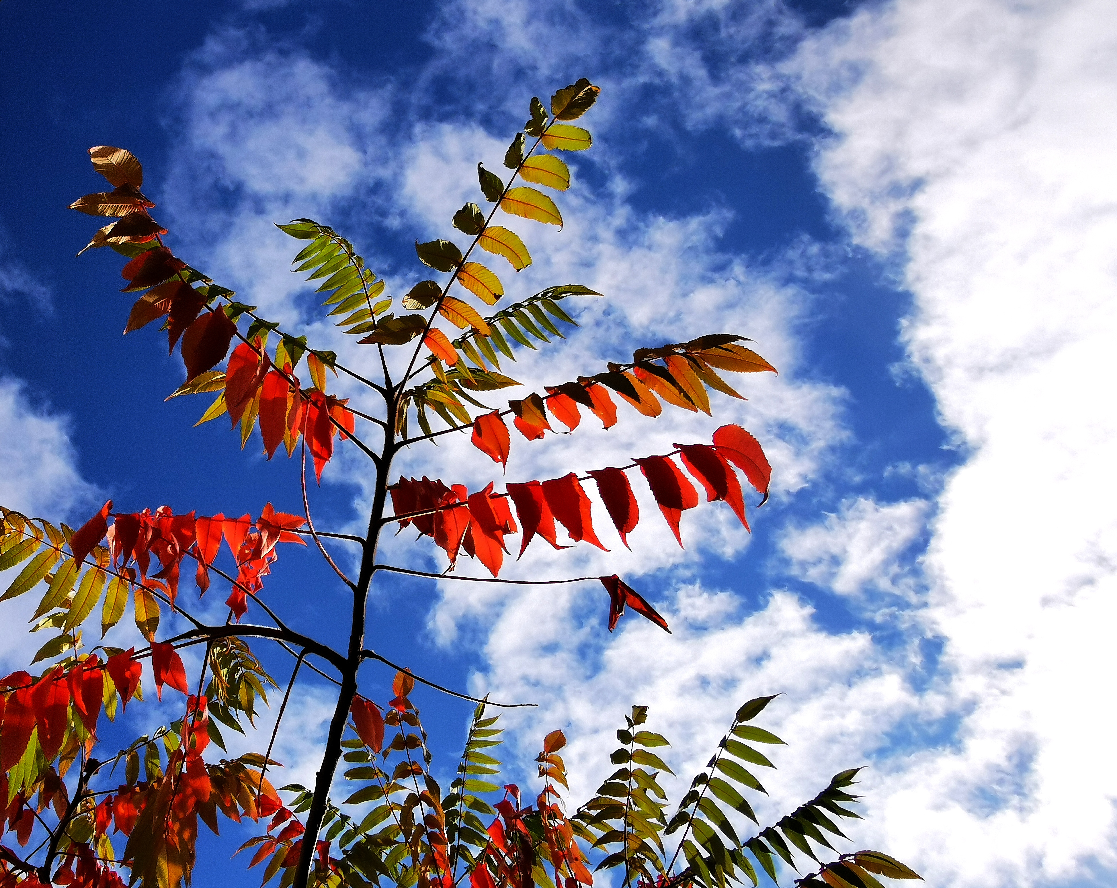 Rhus typhina foliage in a managed garden